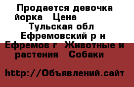 Продается девочка йорка › Цена ­ 15 000 - Тульская обл., Ефремовский р-н, Ефремов г. Животные и растения » Собаки   